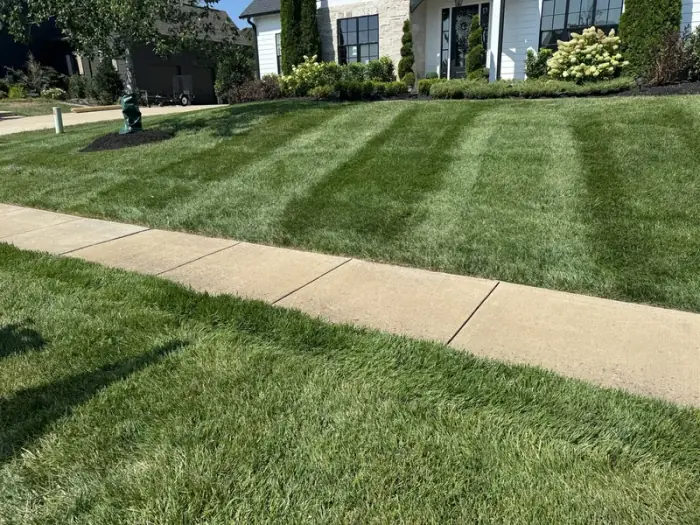 College Grove TN lawn treatment results with grass growing to sidewalk edges