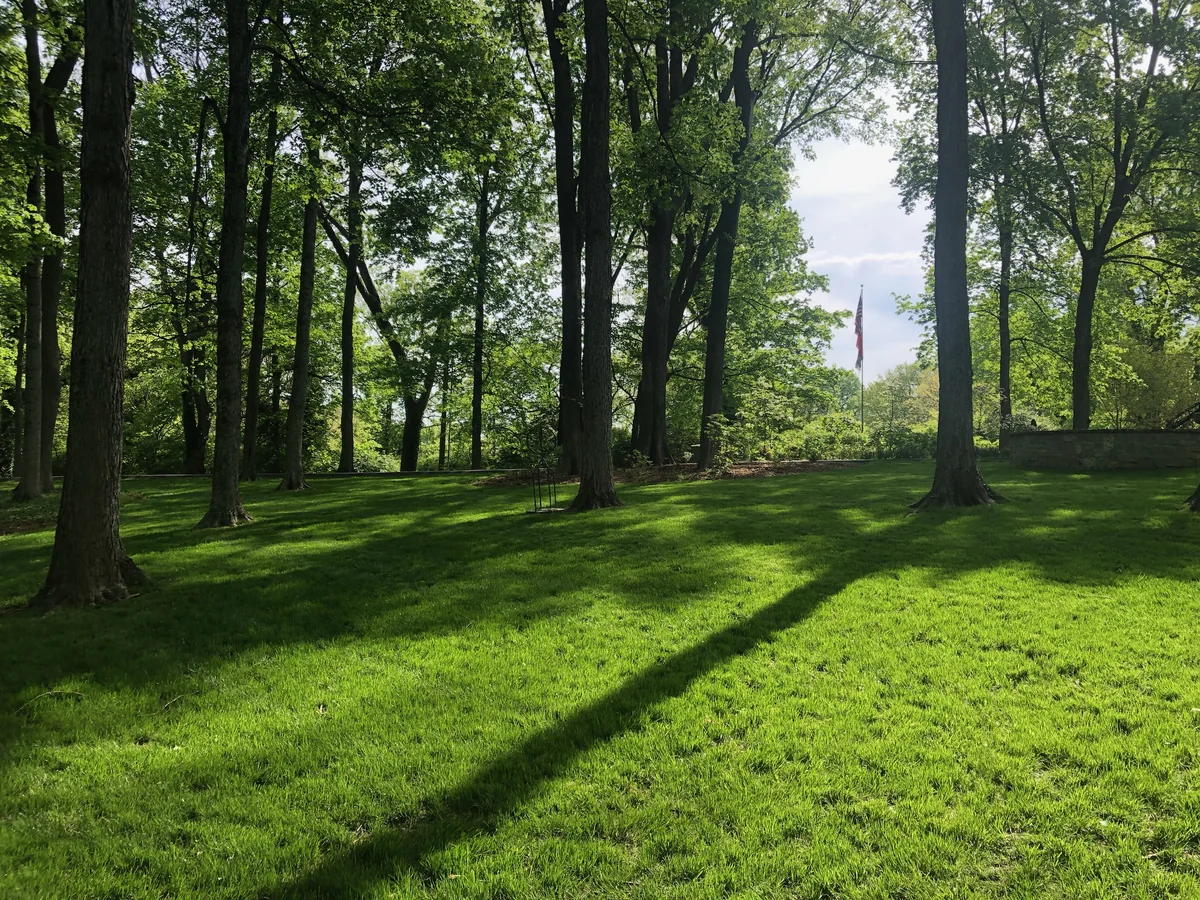 Newly Germinated Lawn in Mature Wooded Backyard — Mr. Lawn Care, Middle Tennessee lawn treatment