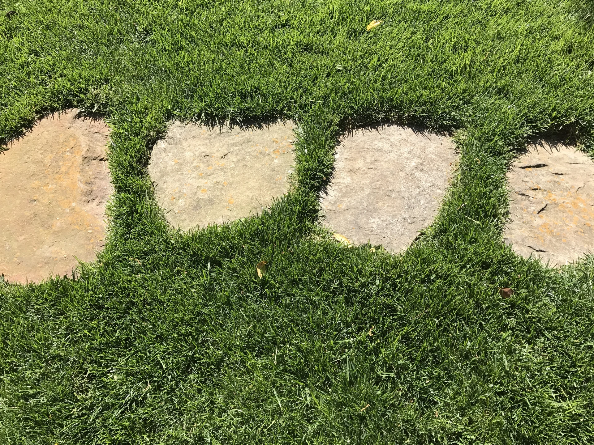 Close-up of grass growing perfectly to paver walkway edges in Belle Meade TN lawn