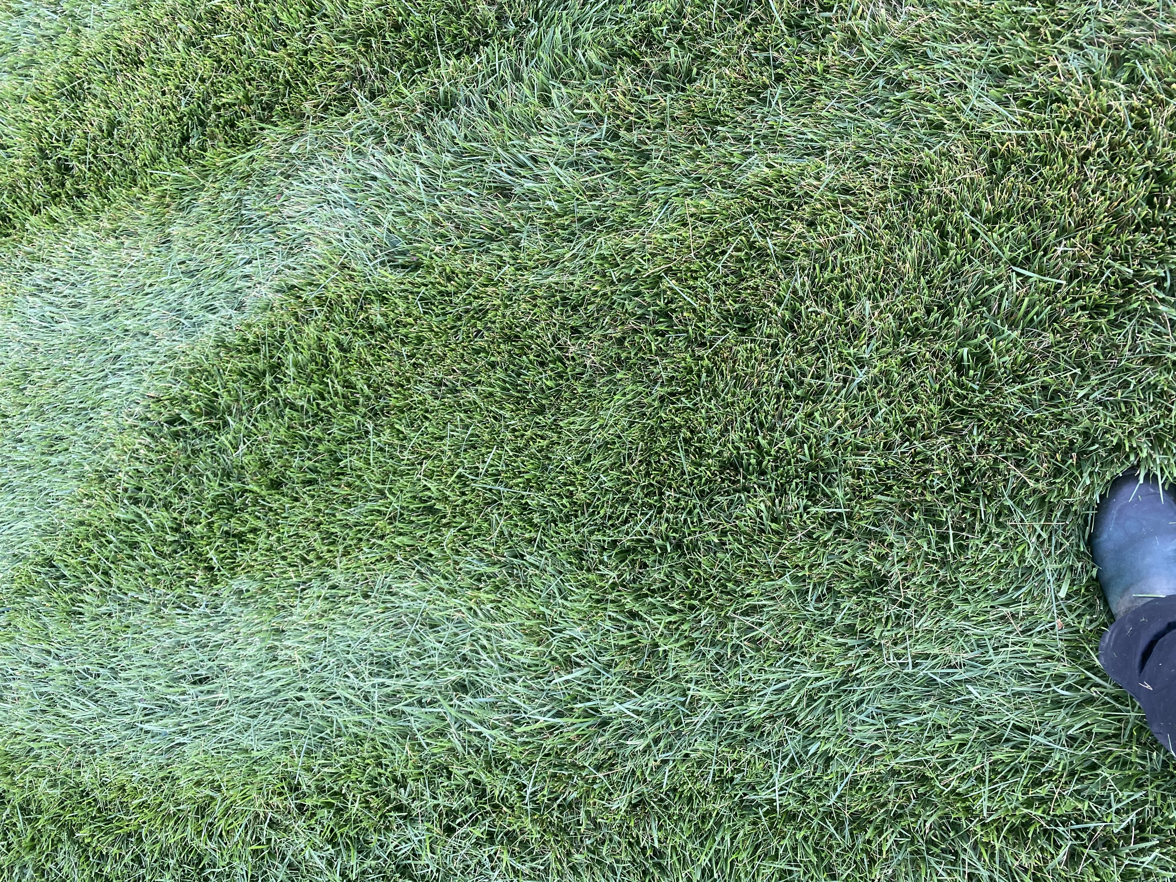 Close up of Dark Green Fescue — Mr. Lawn Care, Middle Tennessee lawn treatment