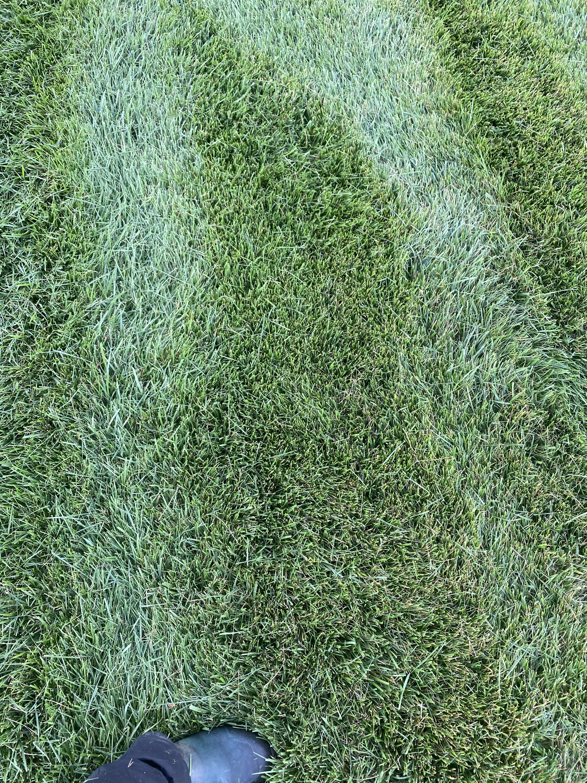 Close up of Dark Green Fescue — Mr. Lawn Care, Middle Tennessee lawn treatment