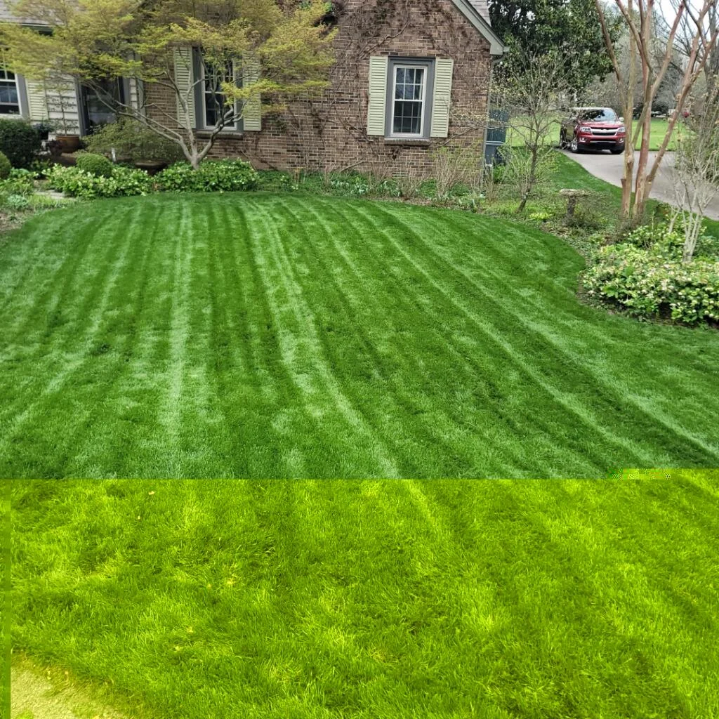 Dark Green Shaded Fescue Front Yard — Mr. Lawn Care, Middle Tennessee lawn treatment