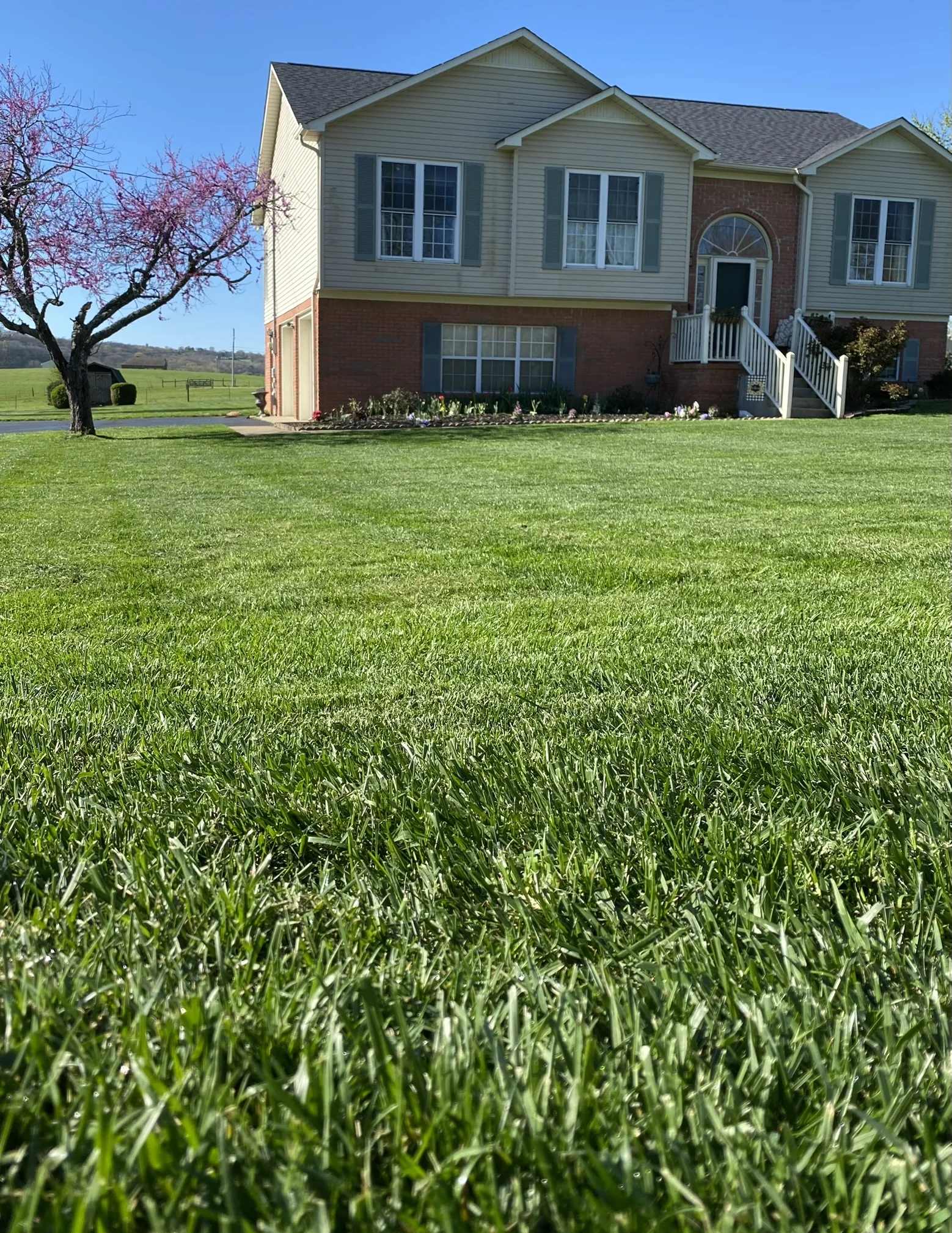 Low Angle Shot of a Beautiful Fescue Lawn and a Dogwood in Forground — Mr. Lawn Care, Middle Tennessee lawn treatment