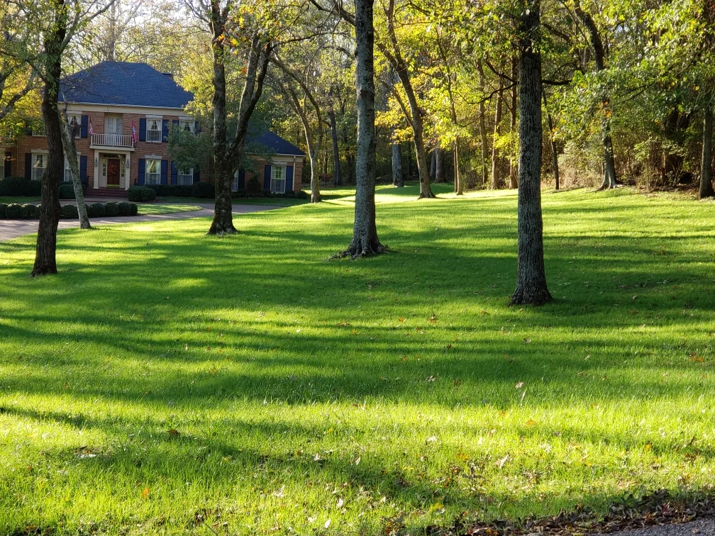 Newly Germinated Beautiful Fescue Lawn at an Estate in Belle Meade — Mr. Lawn Care, Middle Tennessee lawn treatment