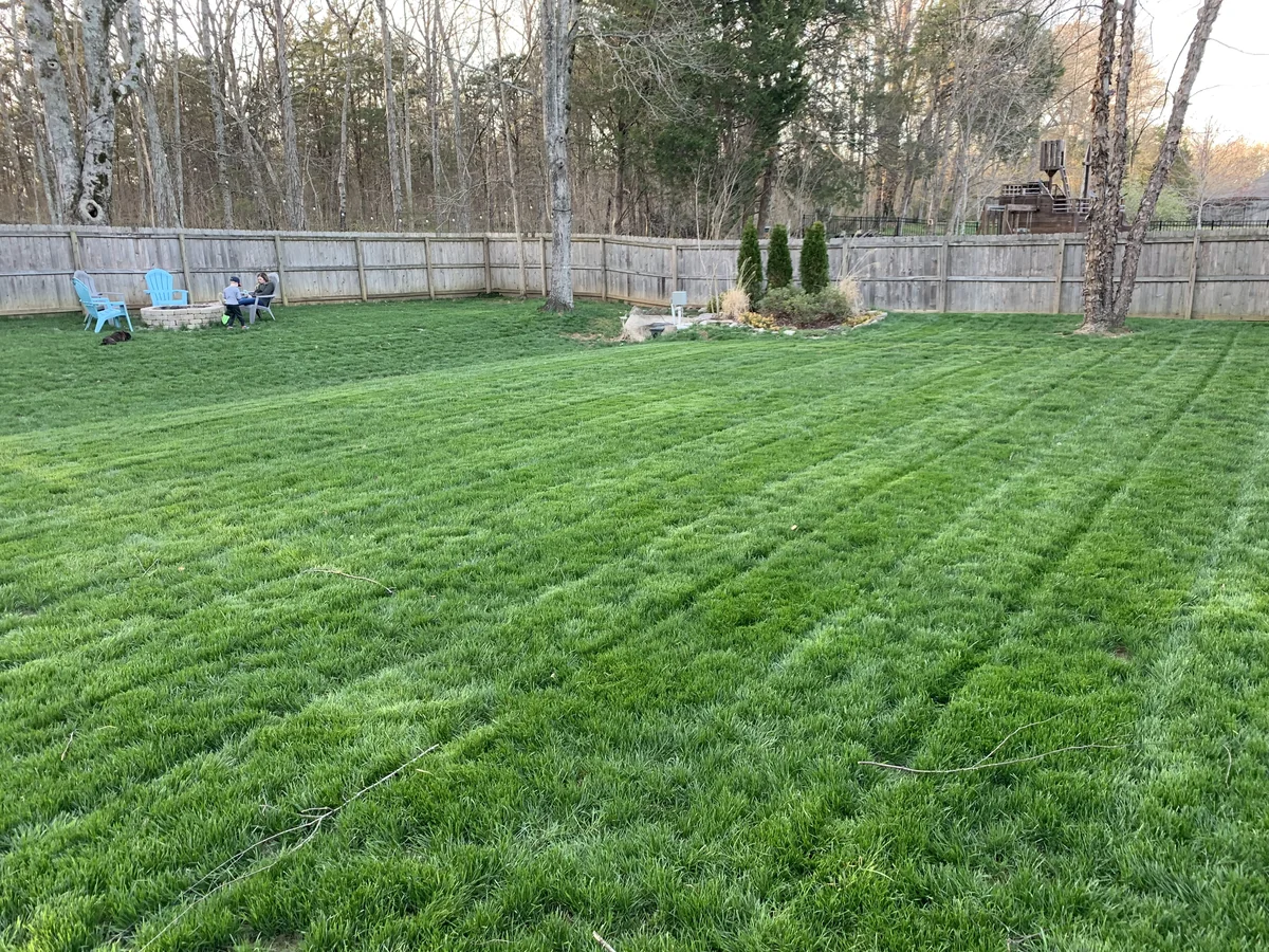 After Seeding Turf Type Tall Fescue in College Grove — Mr. Lawn Care, Middle Tennessee lawn treatment
