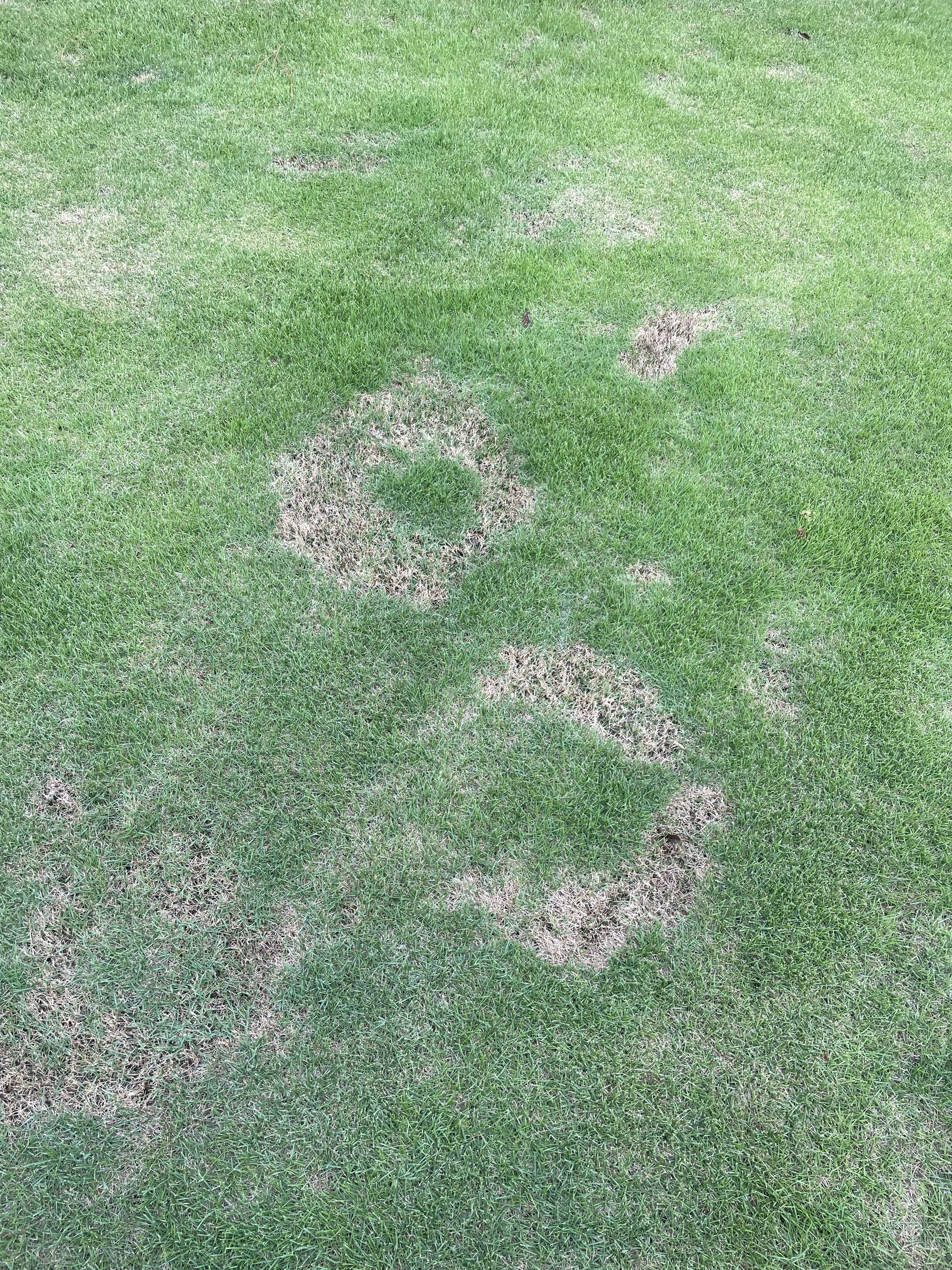 Brown patch disease bulls-eye circular pattern in fescue lawn — Mr. Lawn Care Middle Tennessee