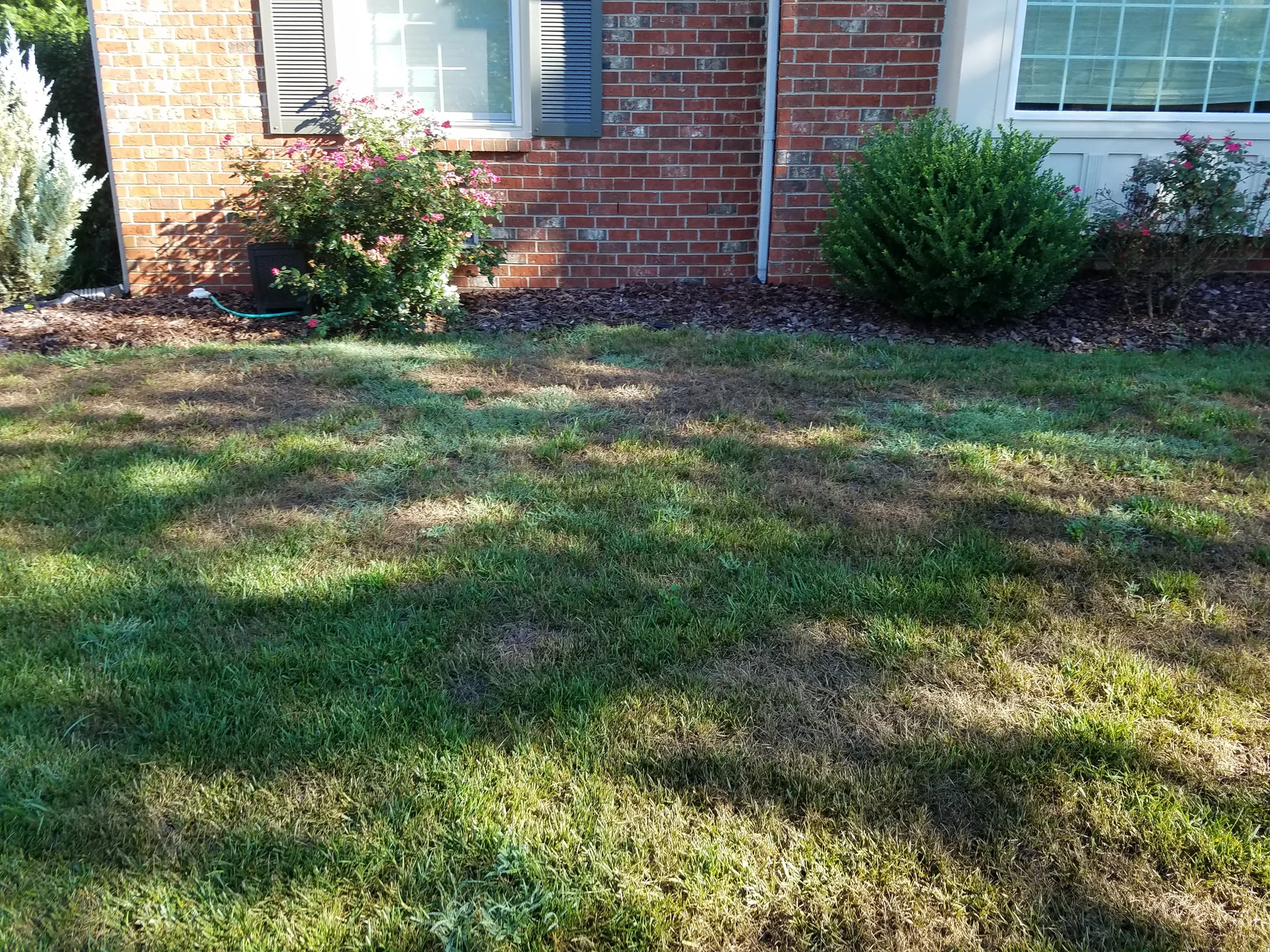 Brown patch disease coalesced into large dead patches in Grassland TN fescue lawn