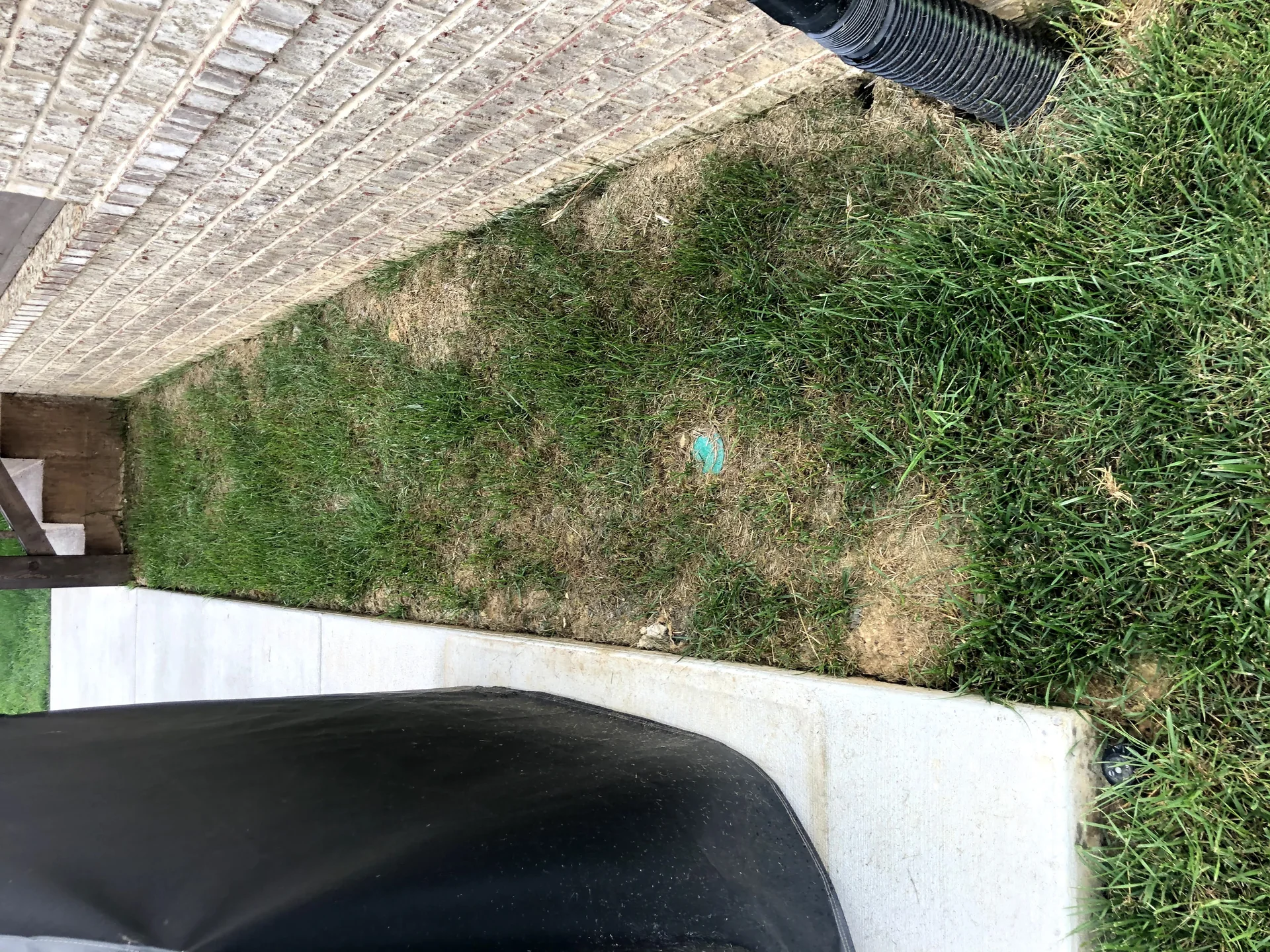 Brown patch disease in fescue caused by poor airflow microclimate in Arrington TN