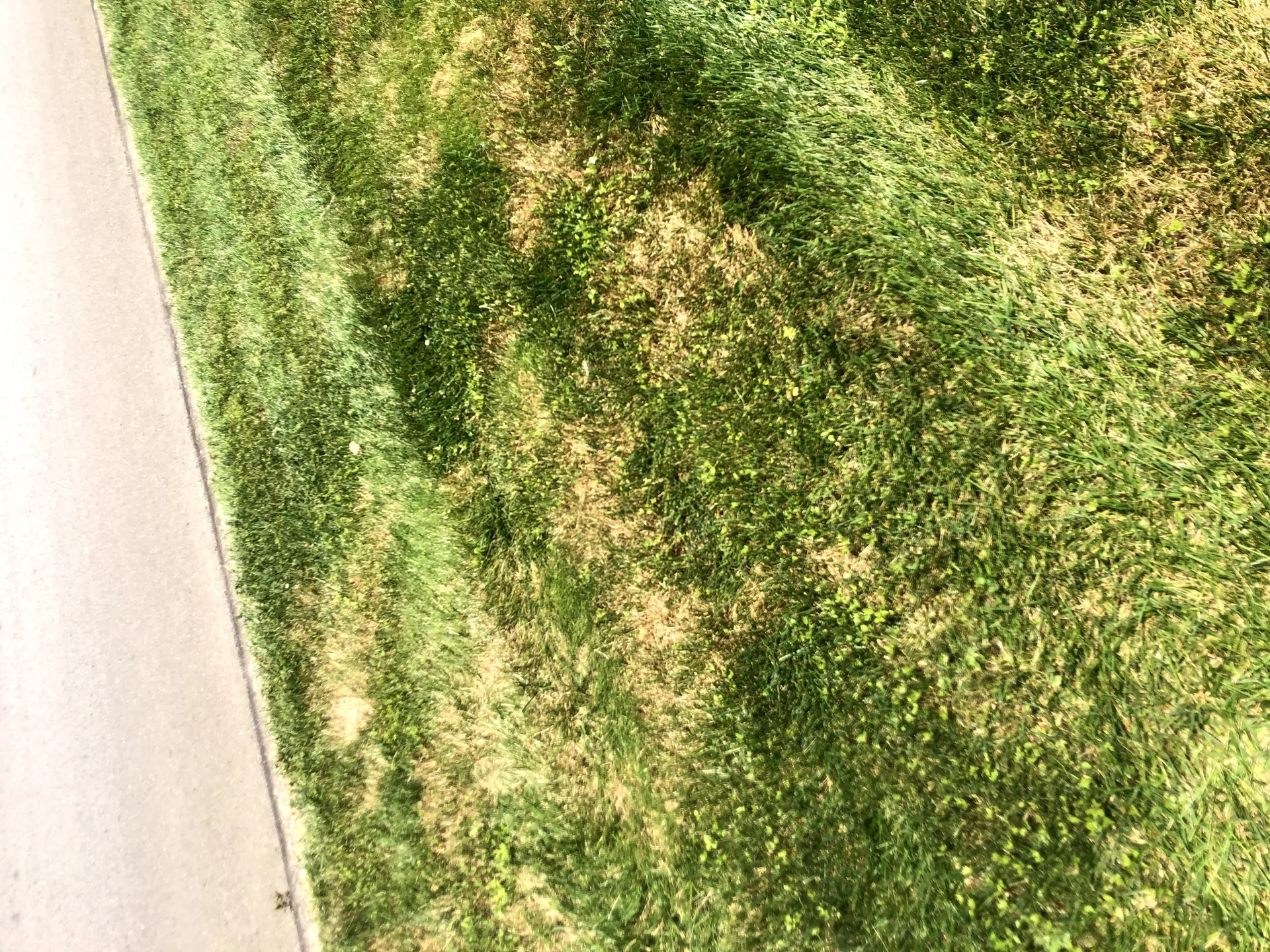 Brown patch disease in tall fescue lawn treated by Mr. Lawn Care Middle Tennessee