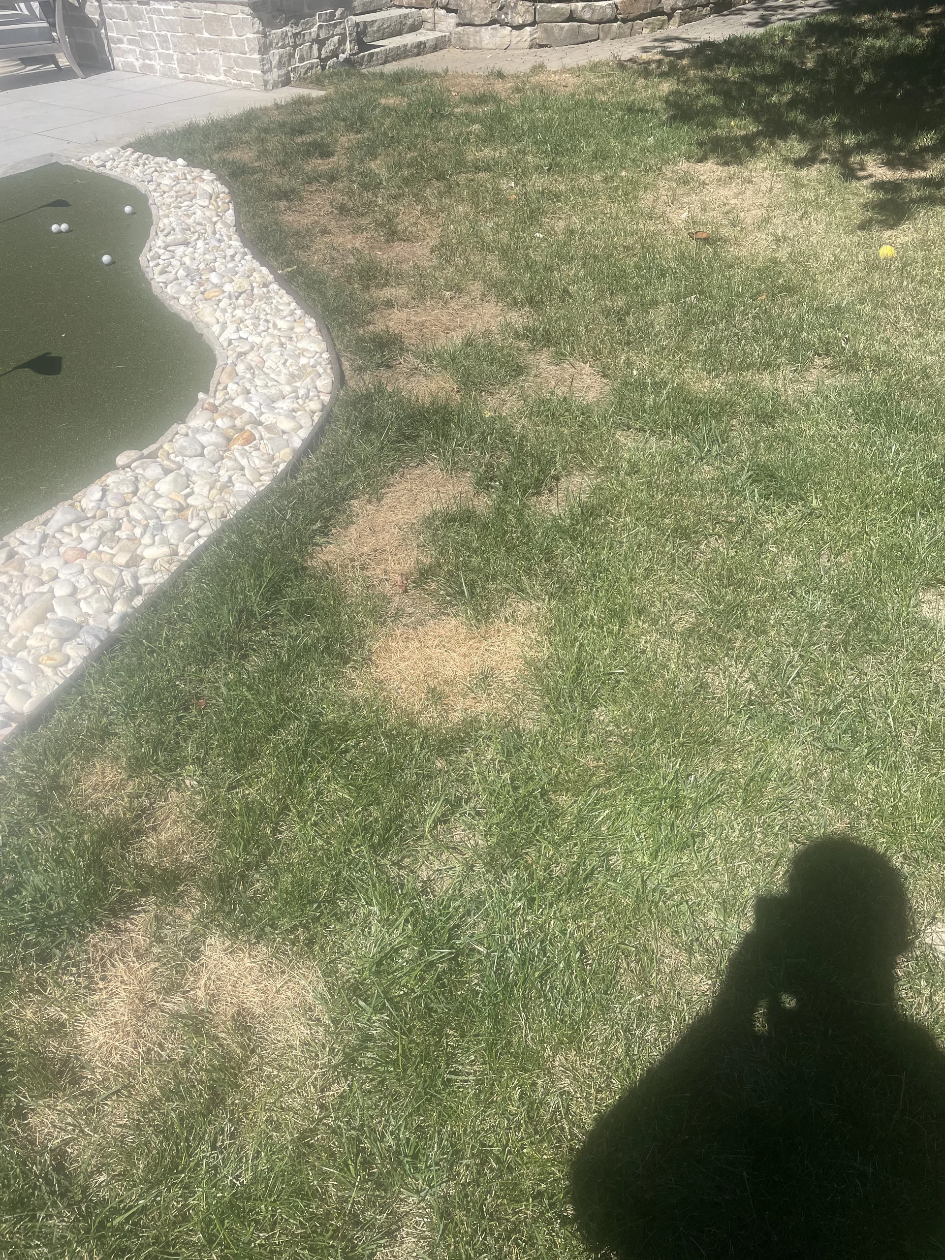 Brown patch disease on fescue next to a walkway in Middle Tennessee