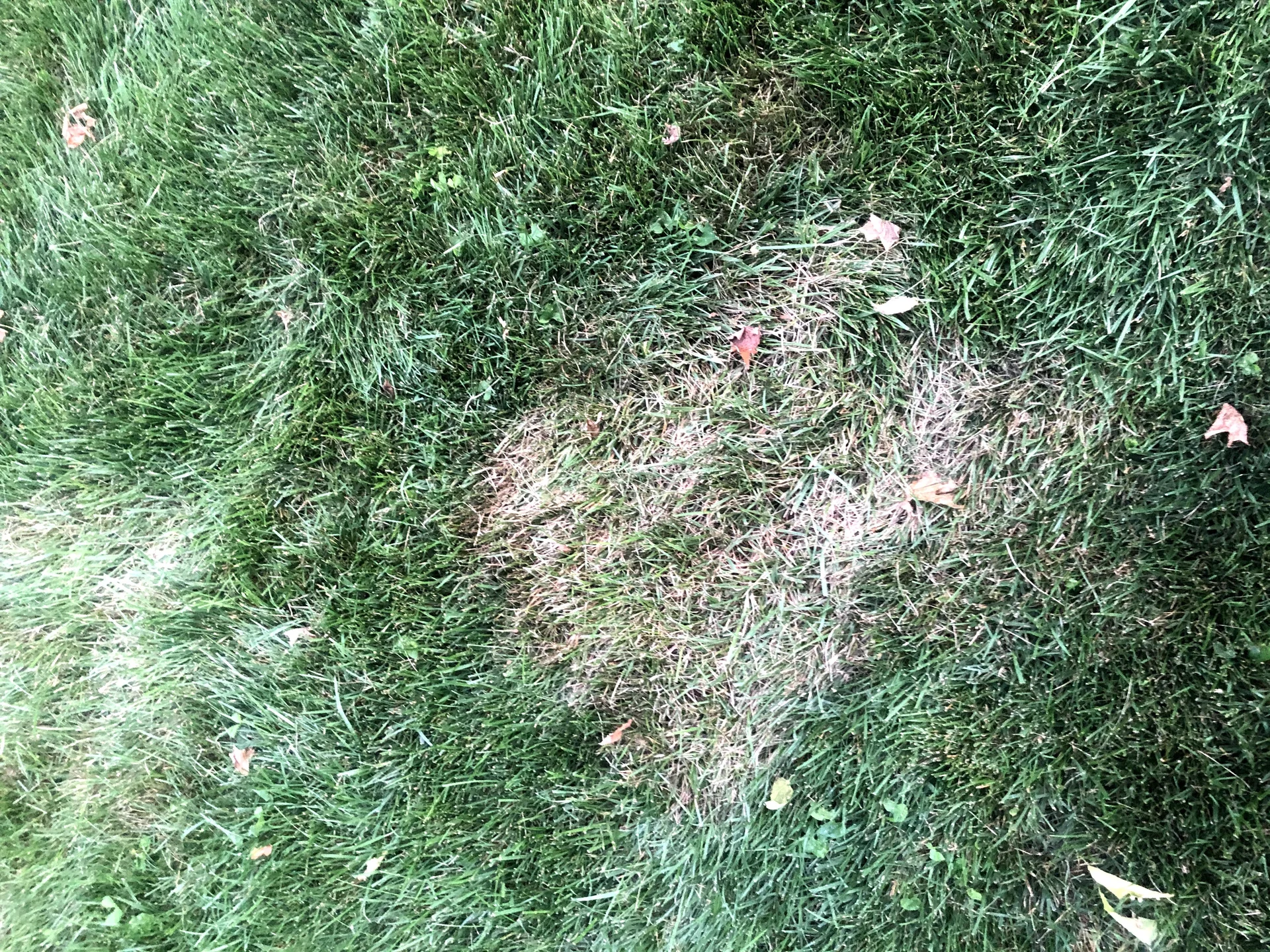 Brown patch fungal disease in fescue lawn — Mr. Lawn Care Middle Tennessee