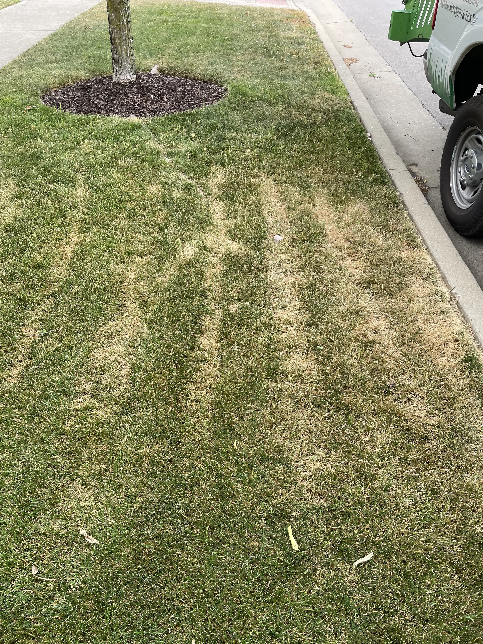 Heat stress tracking from mowing hot fescue leading to brown patch disease in Middle Tennessee