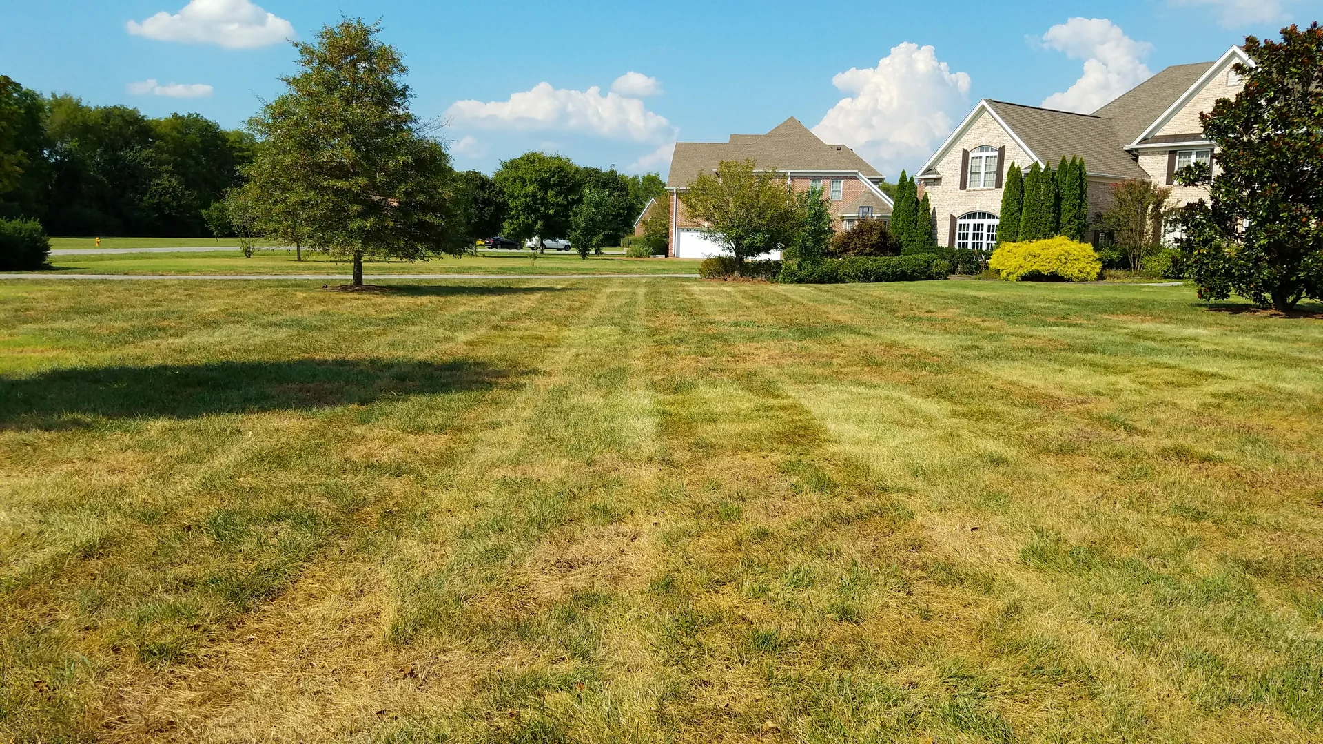 Brown patch disease mistaken for drought stress in large fescue yard Middle Tennessee