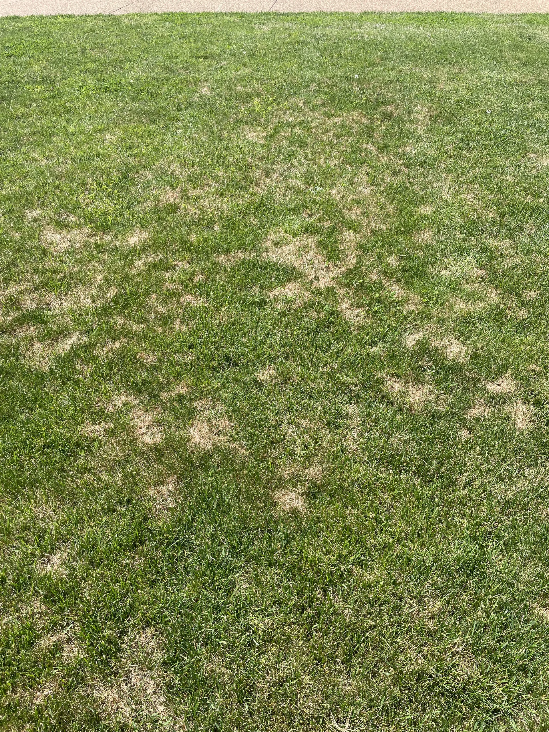Dollar spot disease in tall fescue lawn — Mr. Lawn Care Middle Tennessee