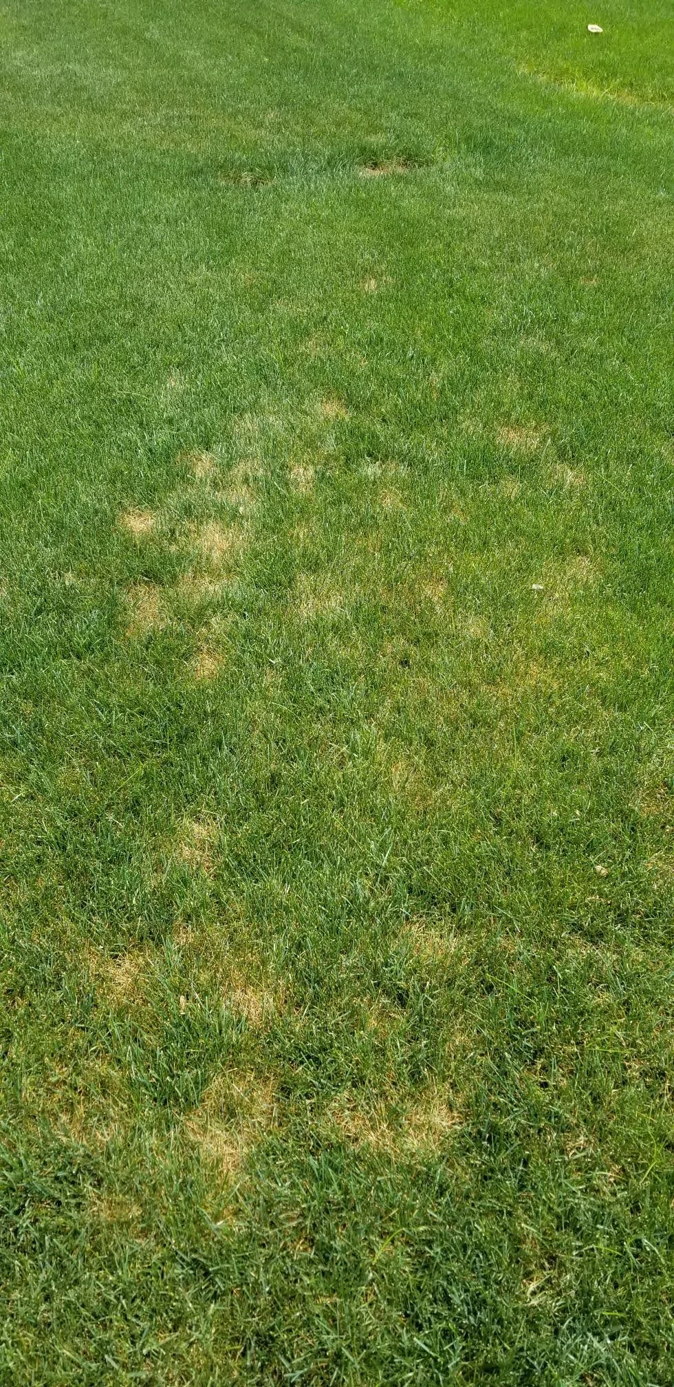 Dollar spot fungal disease in fescue lawn Middle Tennessee