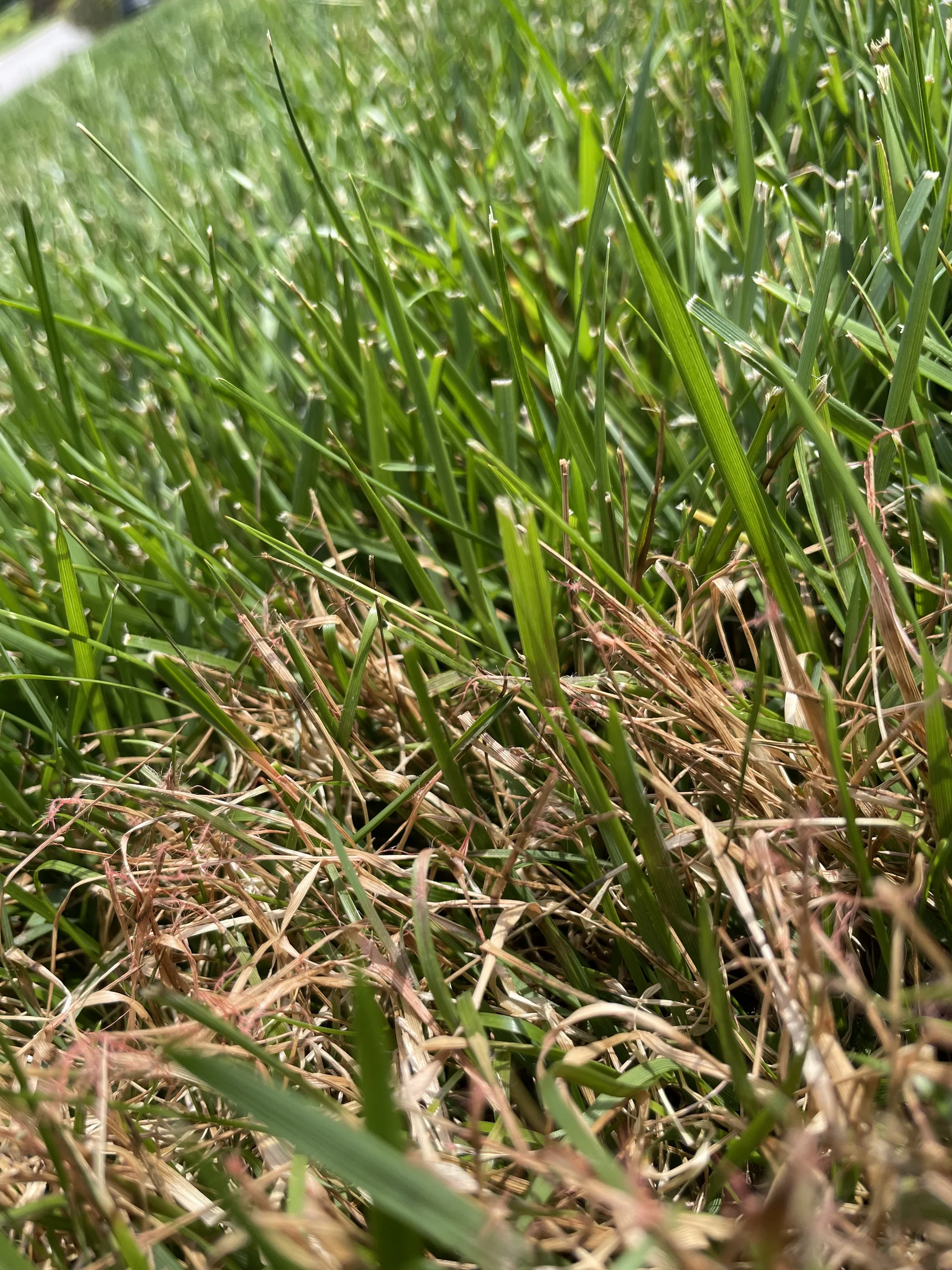Red thread disease in fescue lawn second angle Middle Tennessee