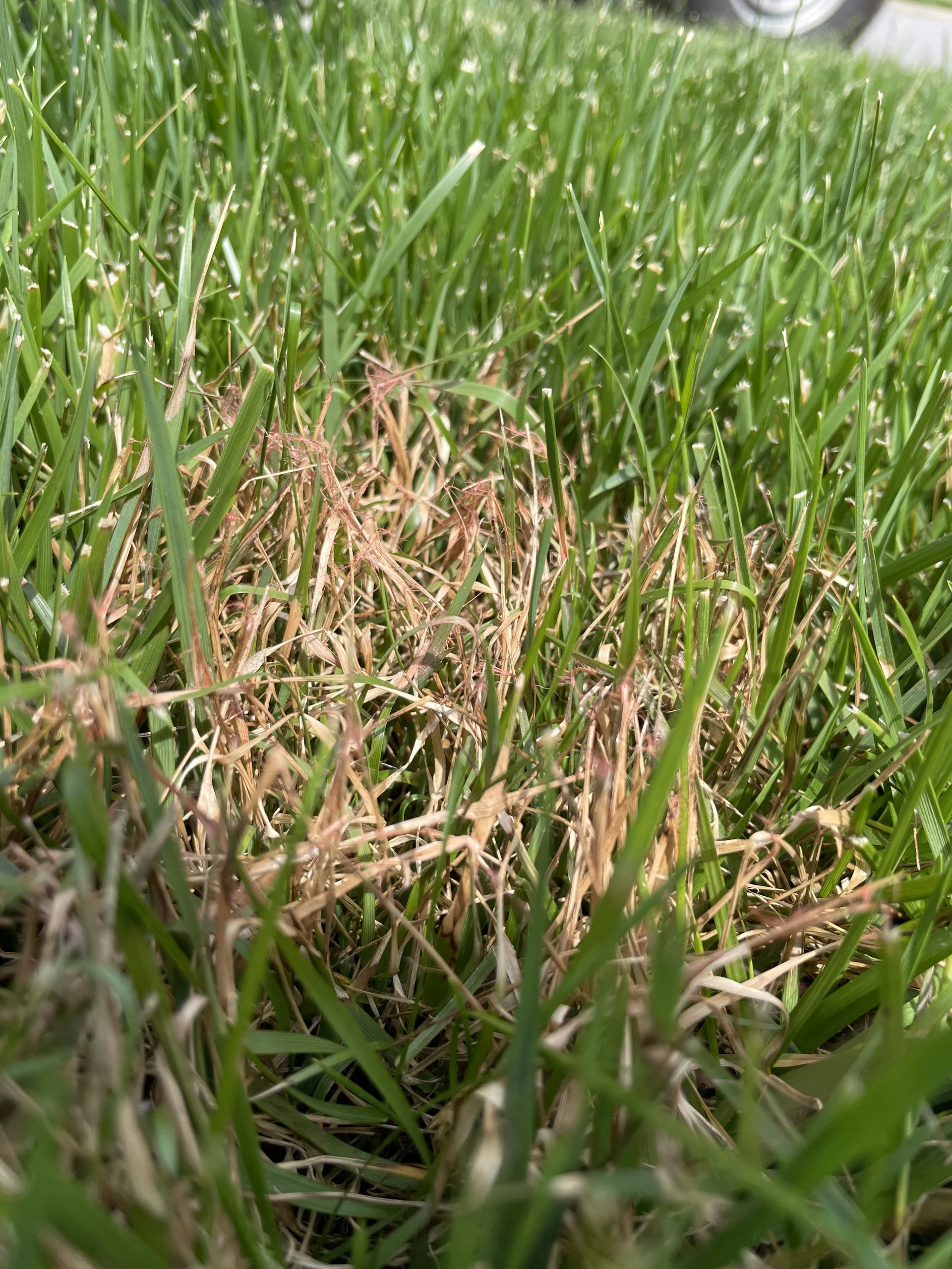 Red thread disease in fescue lawn Middle Tennessee — Mr. Lawn Care