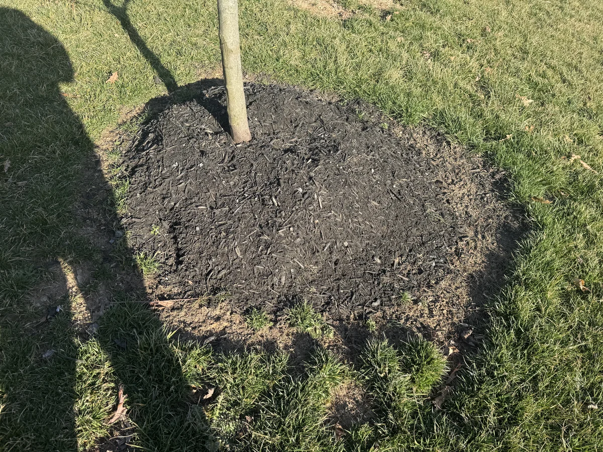 Tree Root Girdling (N/A) — image 1 of 2