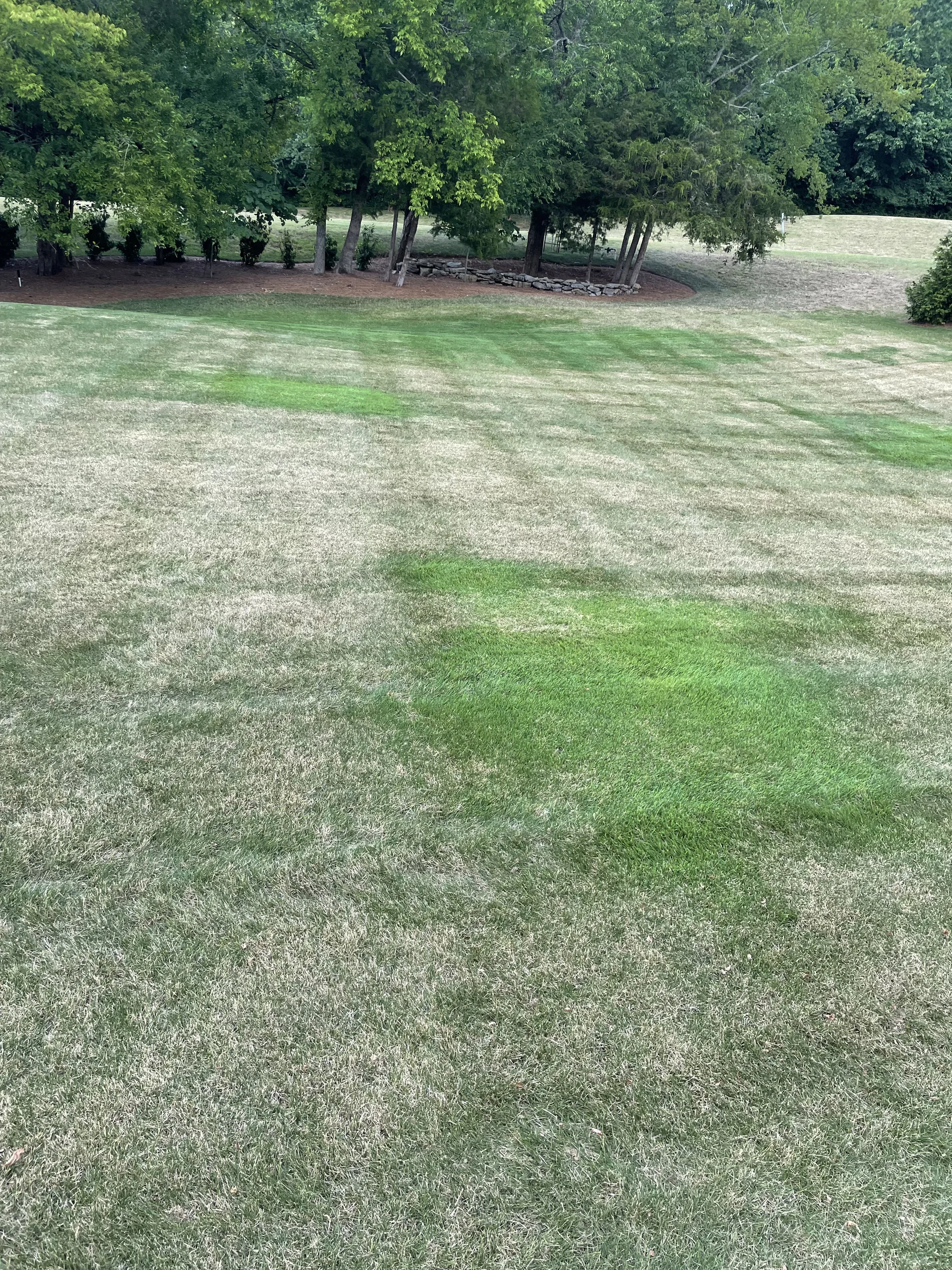 Irrigation heads sunk too low causing localized over-watering with dry drought-stressed grass just feet away in Middle Tennessee