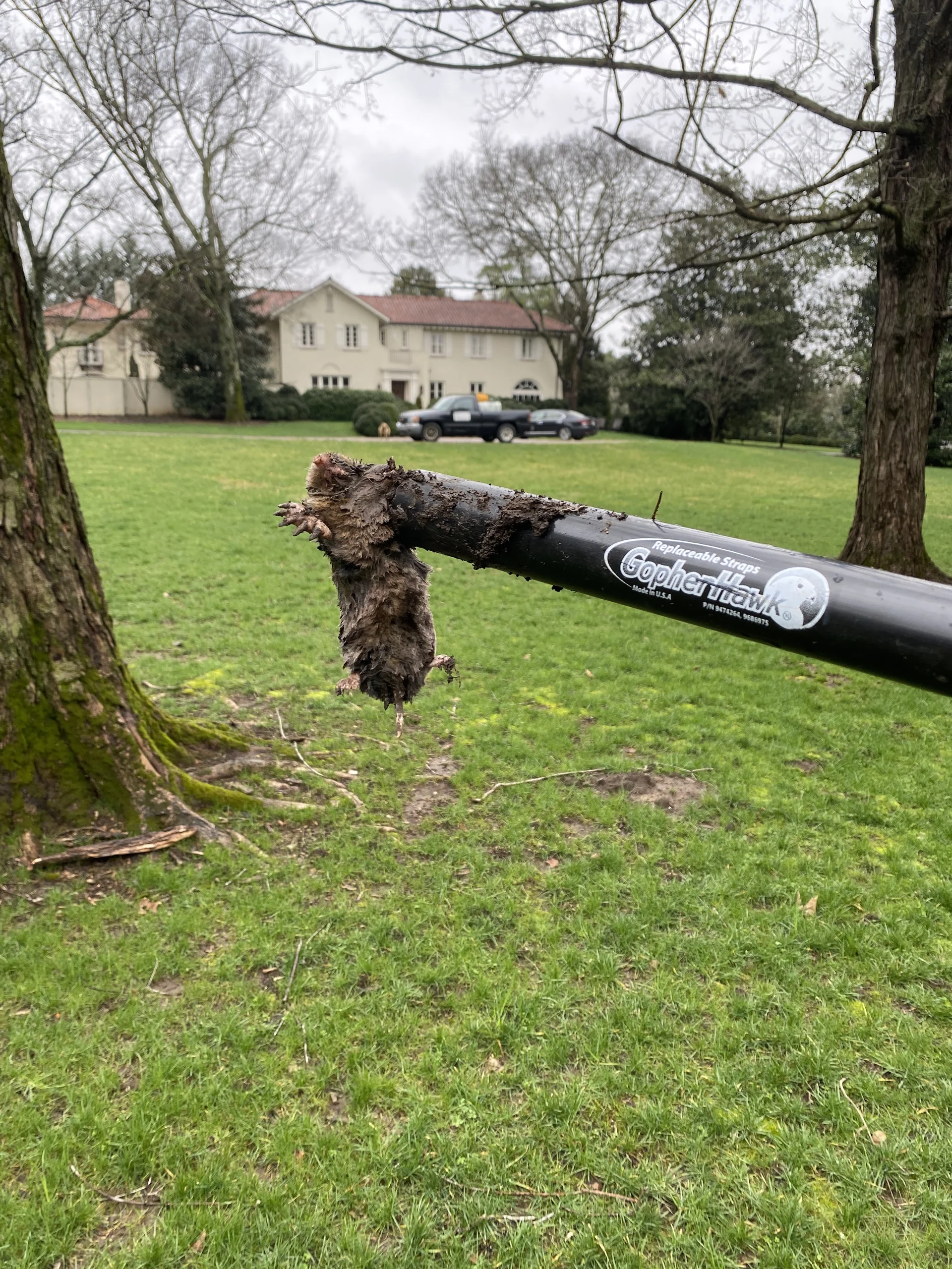 Mole caught in a trap during professional mole trapping service in Belle Meade TN by Mr. Lawn Care