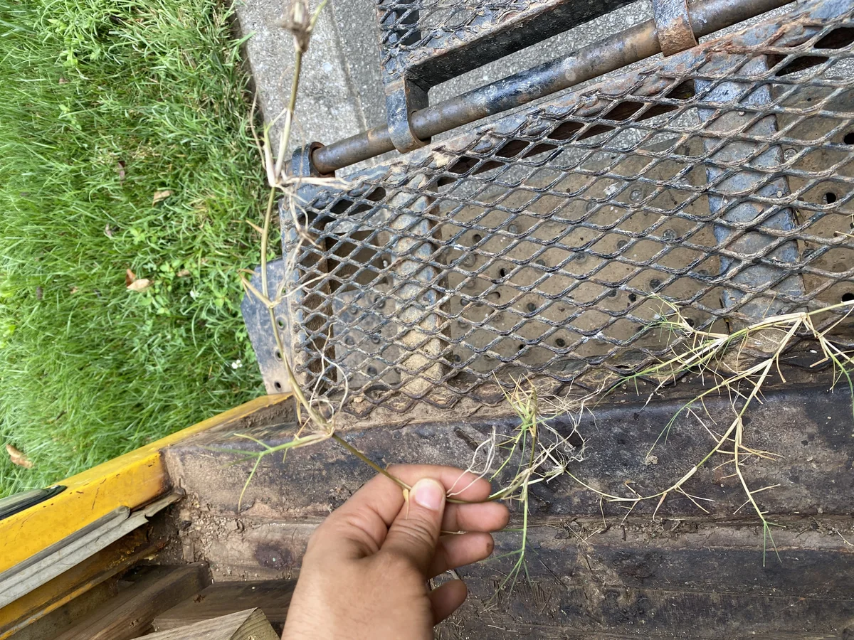 Stolon of Common Bermuda Grass Showing Multiple Root Points — Mr. Lawn Care, Middle Tennessee lawn treatment
