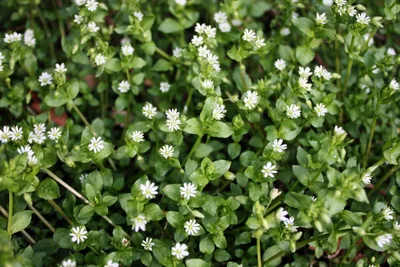 Chickweed thumbnail 2