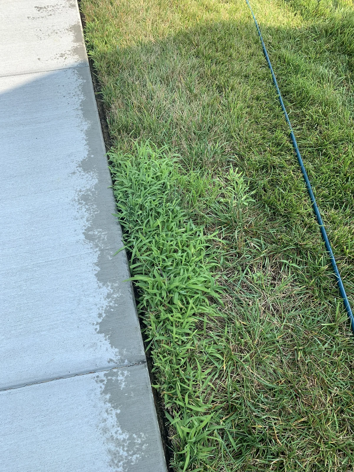 Smooth Crabgrass thumbnail 2