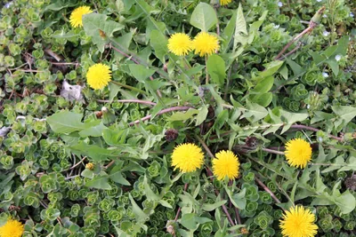 Dandelion thumbnail 4