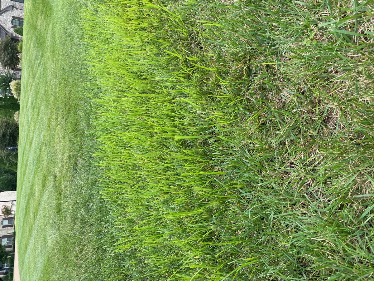 Yellow Nutsedge thumbnail 4