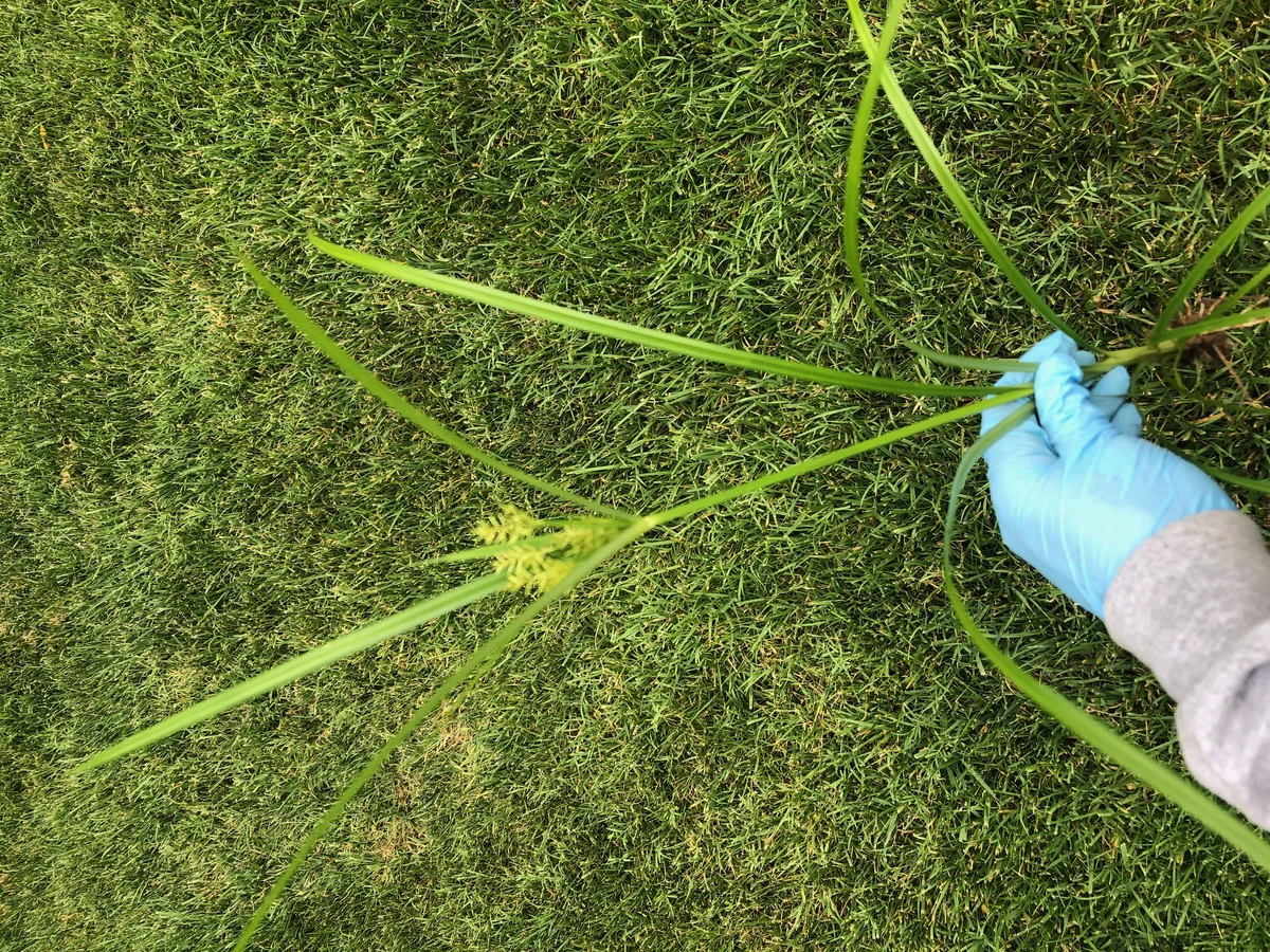 Yellow Nutsedge Large Specimen in Franklin — Mr. Lawn Care, Middle Tennessee lawn treatment