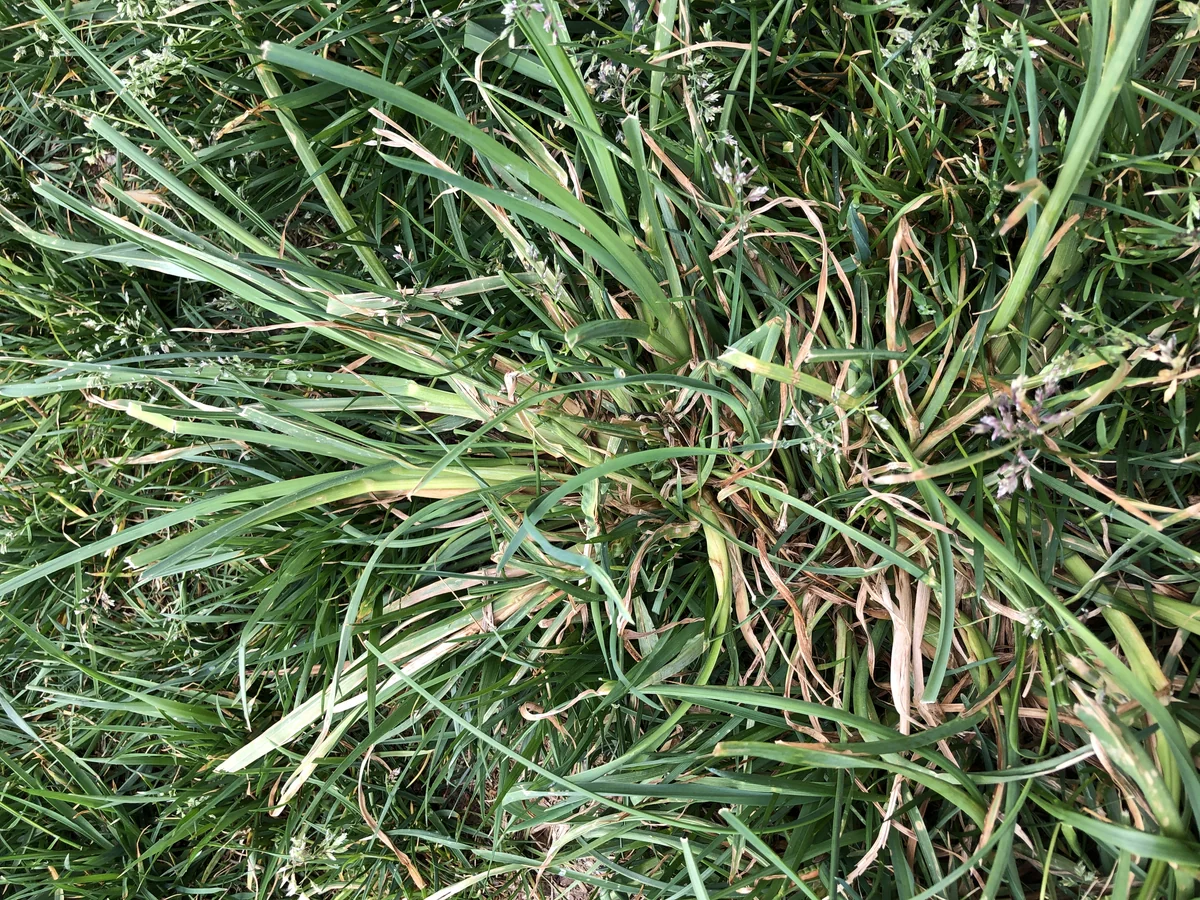 Orchardgrass thumbnail 2