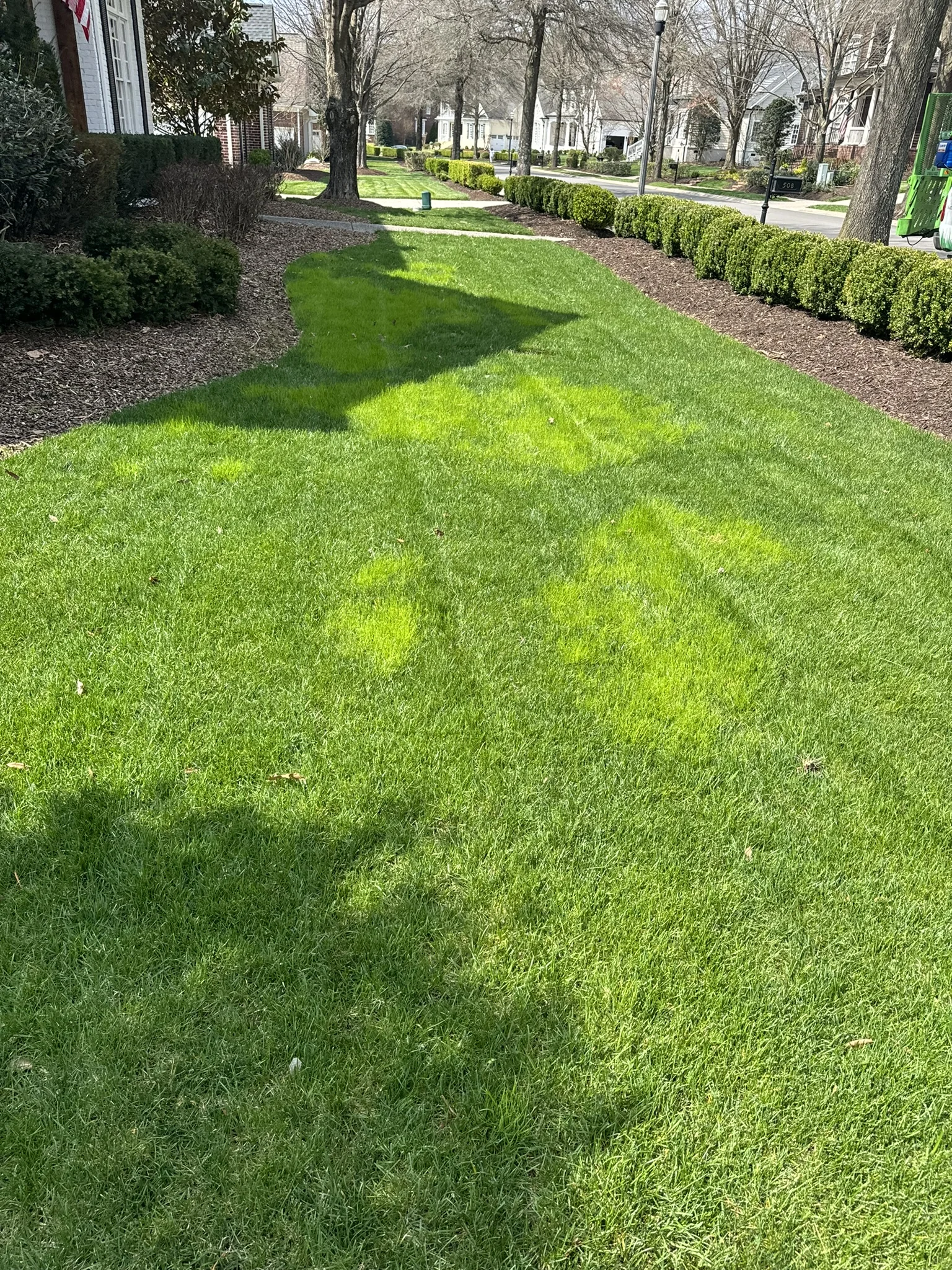 A Lawn Showing Patches of Poa Trivialis Or Winter Nutsedge the Rest of the Lawn Looks Great But These Lime Green Weeds Really Stick Out in the Spring — Mr. Lawn Care, Middle Tennessee lawn treatment