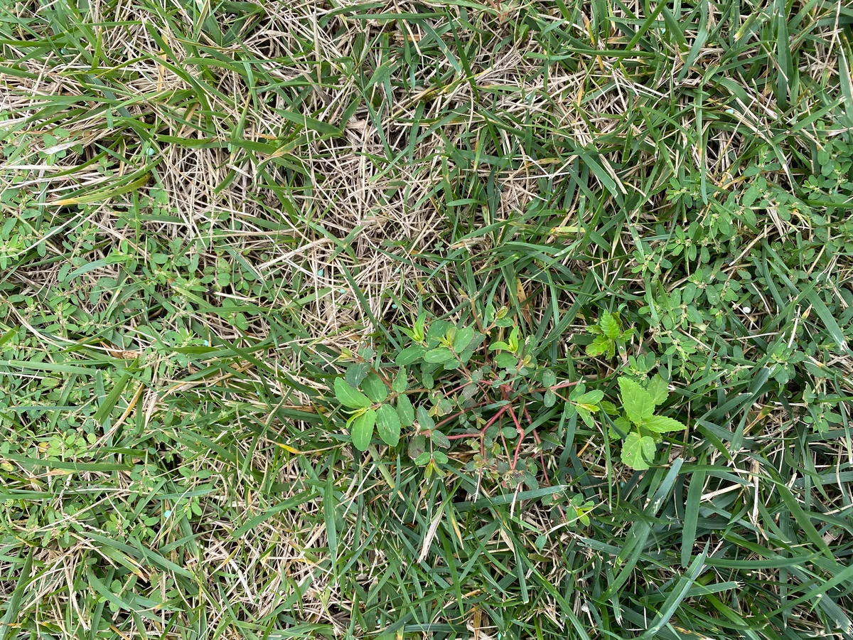 Spotted Spurge in Summer Stressed Fescue Lawn — Mr. Lawn Care, Middle Tennessee lawn treatment