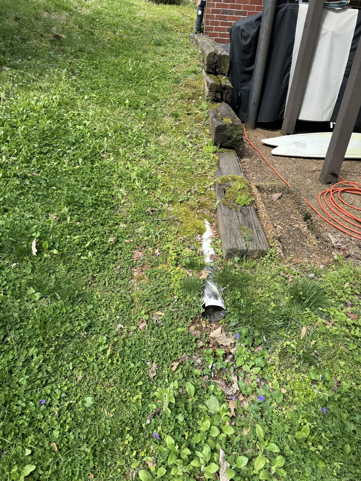 Wild Violets in Fescue Lawn in Franklin — Mr. Lawn Care, Middle Tennessee lawn treatment