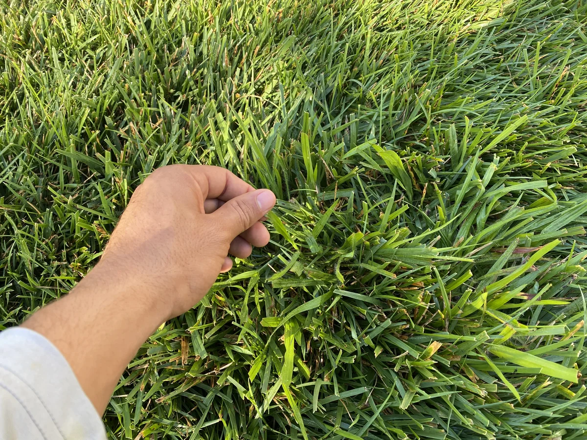Witchgrass Hairy Leaf Blades in Belle Meade — Mr. Lawn Care, Middle Tennessee lawn treatment