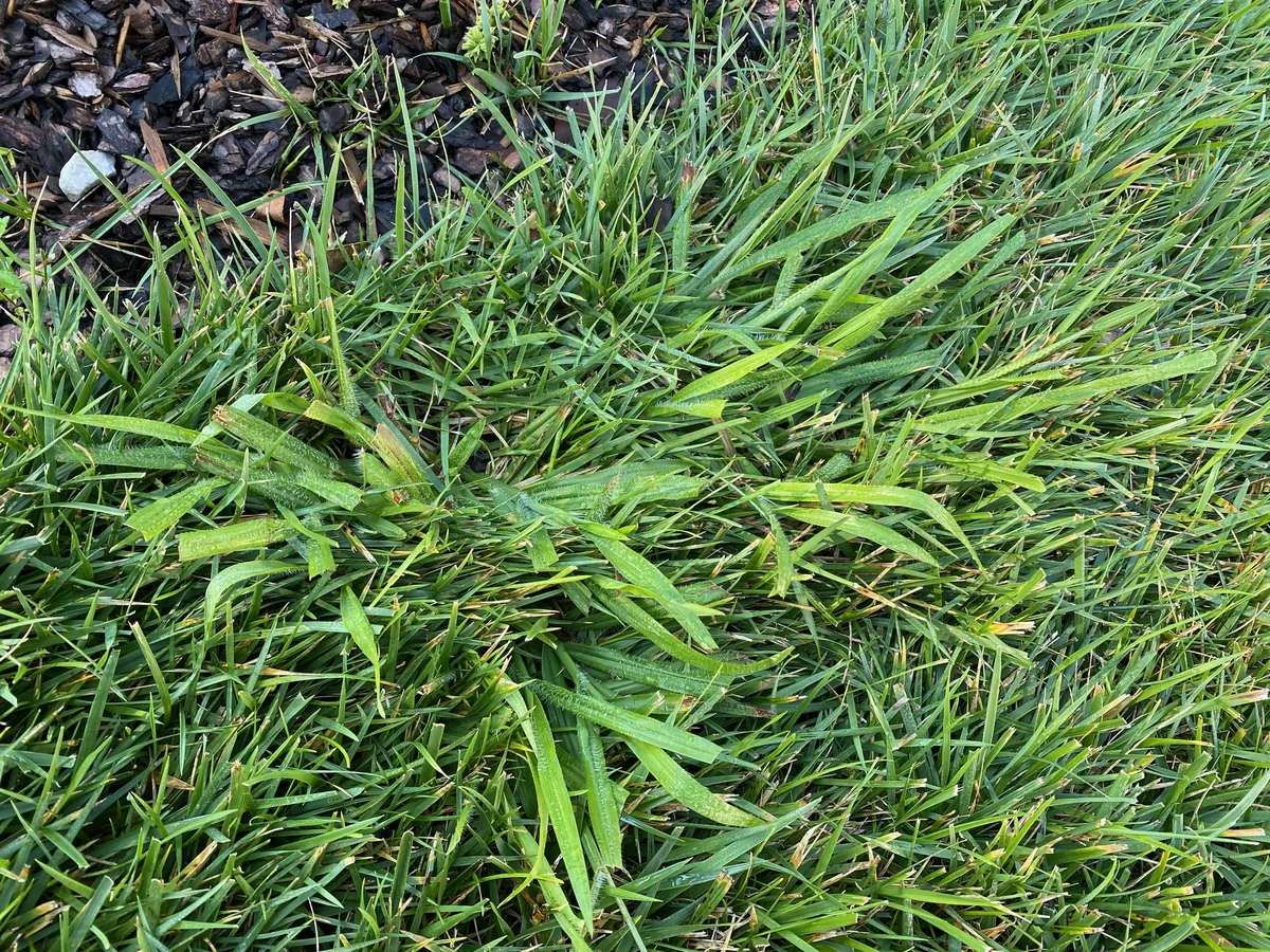 Witchgrass with Hairy Leaf Blades — Mr. Lawn Care, Middle Tennessee lawn treatment