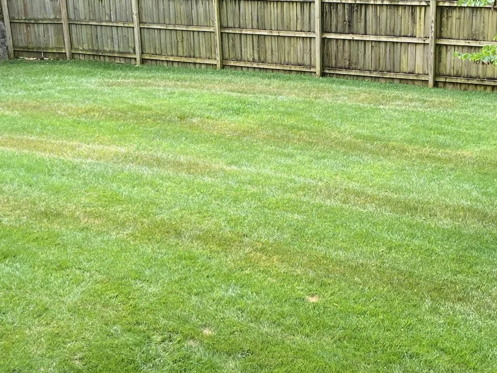 Herbicide Damage thumbnail 2