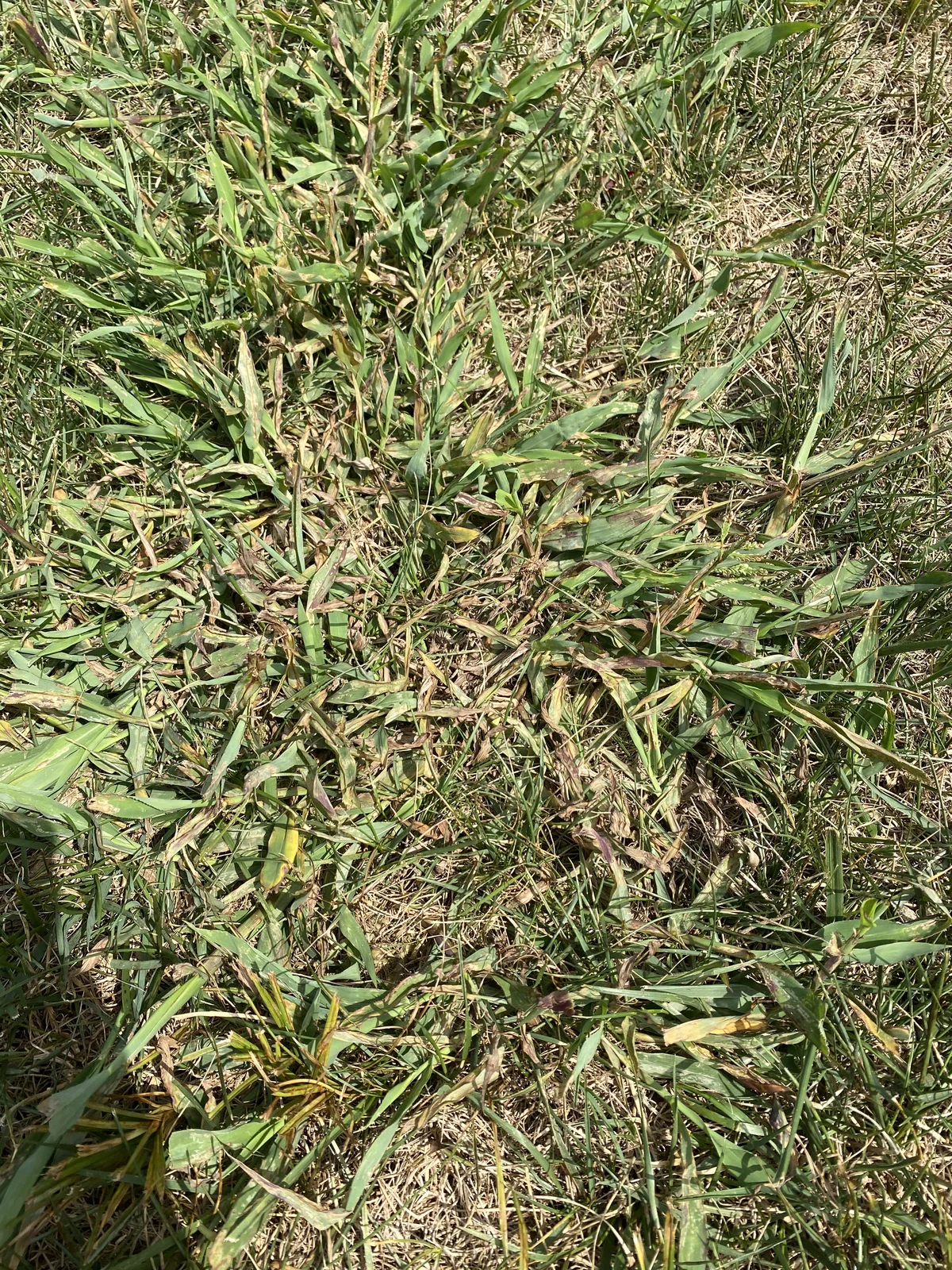 Herbicide Damage thumbnail 3