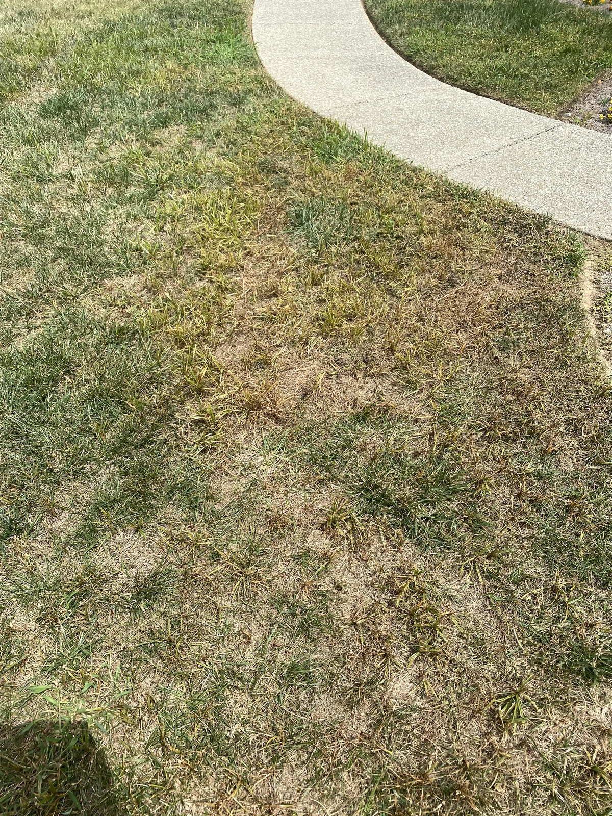 Herbicide Damage thumbnail 4