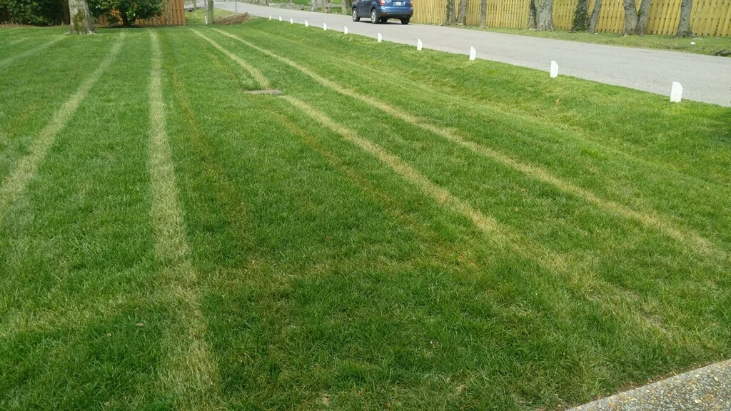 Herbicide Damage (N/A) — image 1 of 7