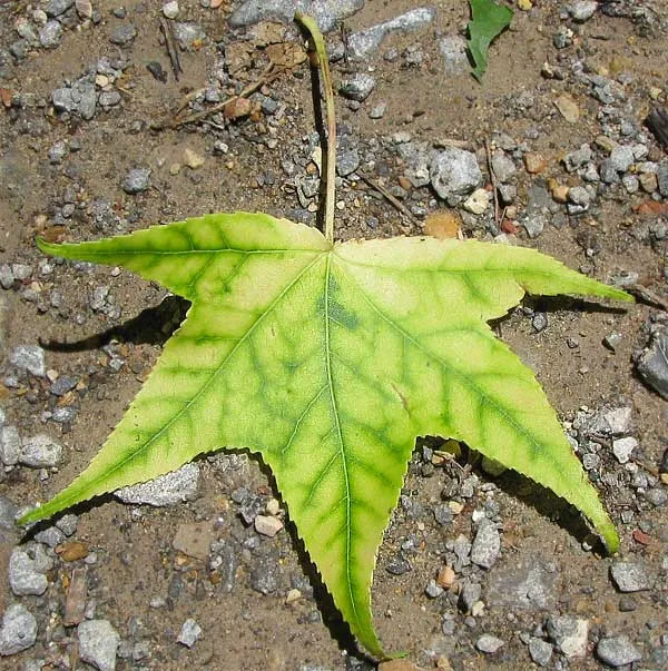 iron chlorosis (N/A) — abiotic disorder in Middle Tennessee