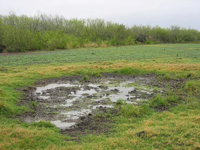 soil compaction damage (N/A) — abiotic disorder in Middle Tennessee