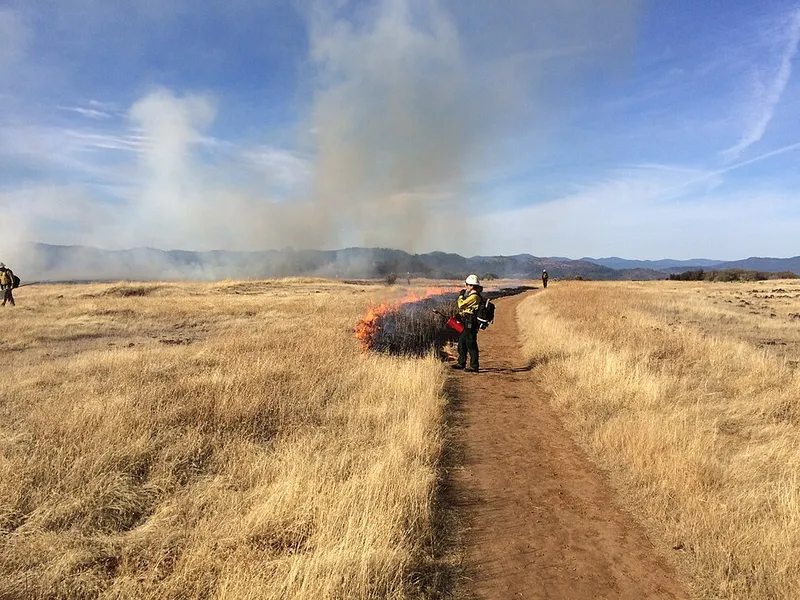 Thatch Buildup (N/A) — abiotic disorder in Middle Tennessee