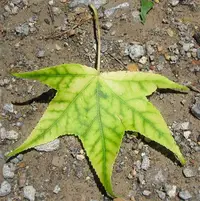 iron chlorosis abiotic disorder in Middle Tennessee