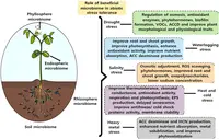 Physiological Drought Stress abiotic disorder in Middle Tennessee