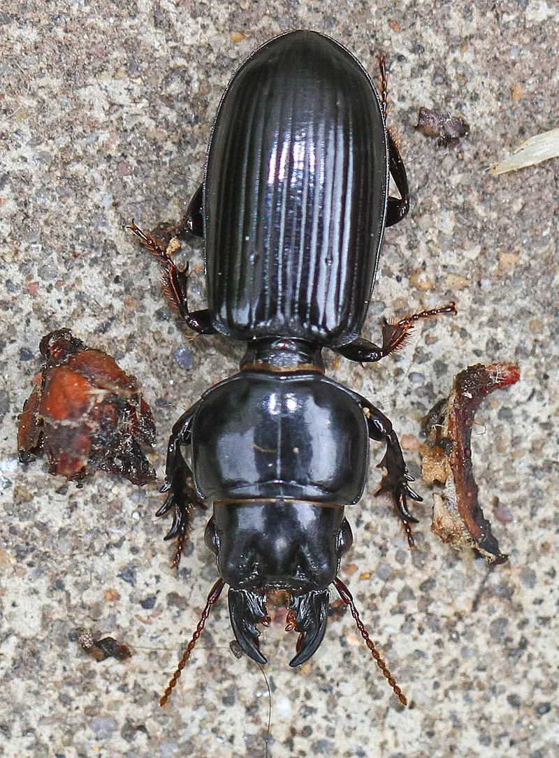 Ground Beetle (Scarites quadriceps) — pest in Middle Tennessee