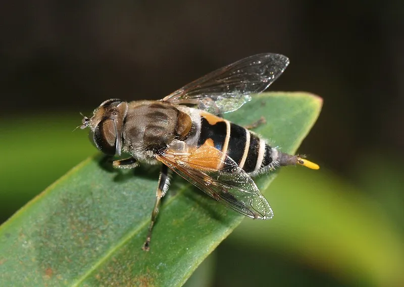 Hoverfly (Toxomerus spp.) — pest in Middle Tennessee