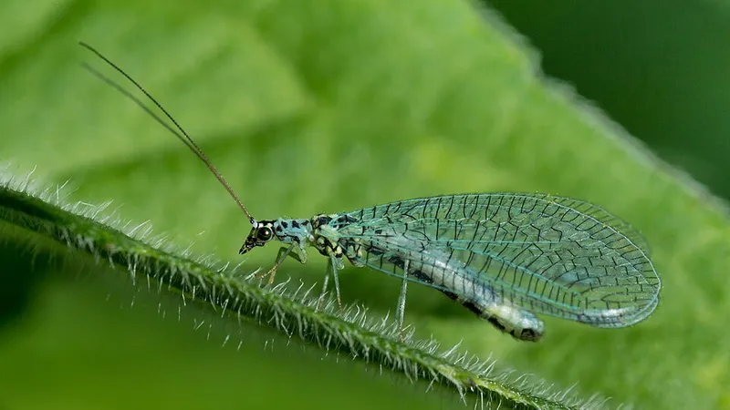 Lacewings (N/A) — pest in Middle Tennessee