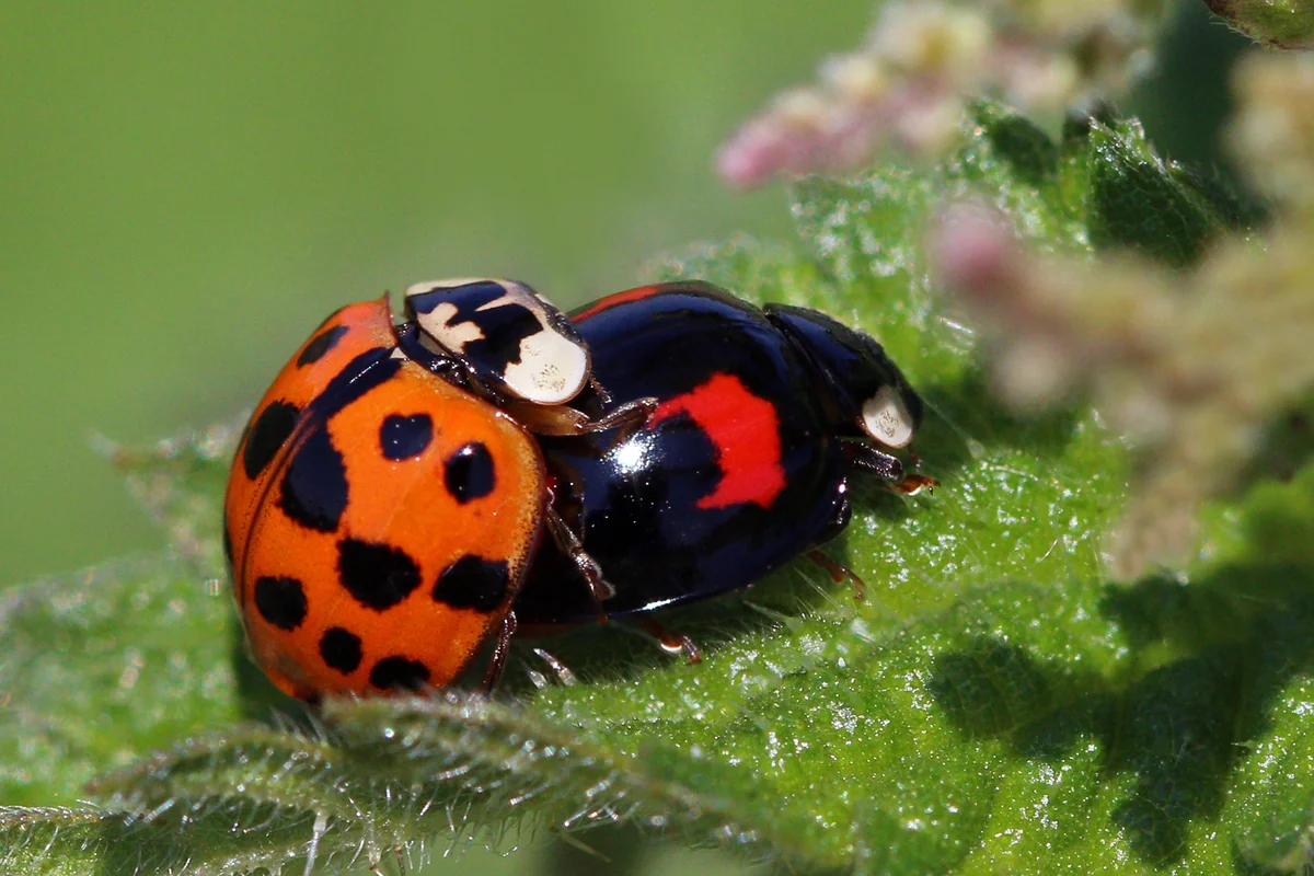 Lady Beetle thumbnail 2