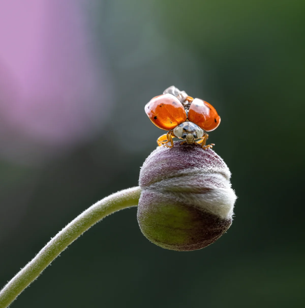 Lady Beetle thumbnail 3
